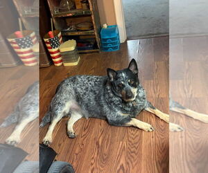 Mutt Dogs for adoption in Salt Lake City, UT, USA