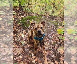 Medium Photo #1 American Staffordshire Terrier-Boxer Mix Puppy For Sale in Minneapolis, MN, USA