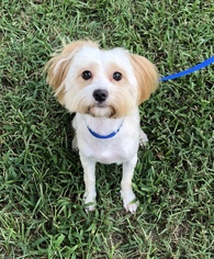 Mal-Shi Dogs for adoption in Texarkana, TX, USA