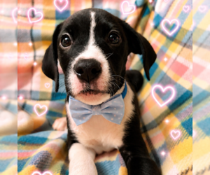 Boxer-Unknown Mix Dogs for adoption in Sterling, MA, USA