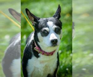 Beagi Dogs for adoption in Johnson City, TN, USA