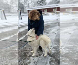 Great Pyrenees Dogs for adoption in Croydon, NH, USA