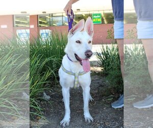 Mutt Dogs for adoption in Yuba City, CA, USA