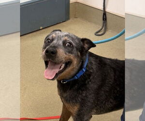 Mutt Dogs for adoption in Petaluma, CA, USA