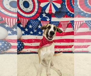 Anatolian Shepherd-Unknown Mix Dogs for adoption in Conroe, TX, USA