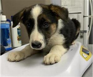 Australian Shepherd-Unknown Mix Dogs for adoption in Visalia, CA, USA