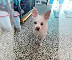 Chihuahua Dogs for adoption in Kendallville, IN, USA