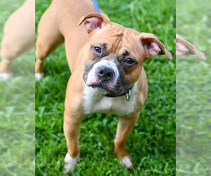 Mutt Dogs for adoption in Glen Allen, VA, USA