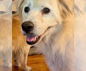 Golden Retriever-Unknown Mix Dogs for adoption in FORT WORTH, TX, USA