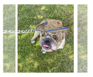 Bulldog Dogs for adoption in San Diego, CA, USA