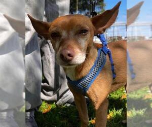 Chihuahua Dogs for adoption in Alameda, CA, USA