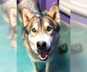 Alaskan Malamute-Unknown Mix Dogs for adoption in Guthrie, OK, USA