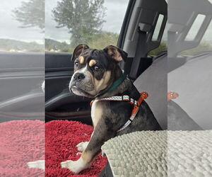 Bulldog Dogs for adoption in Columbus, IN, USA
