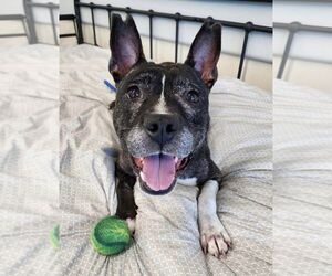American Pit Bull Terrier-Unknown Mix Dogs for adoption in Clarkston, MI, USA