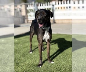 Labrador Retriever-Unknown Mix Dogs for adoption in La Verne, CA, USA