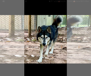 Alaskan Husky Dogs for adoption in Houston , TX, USA