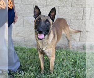 Mutt Dogs for adoption in Modesto, CA, USA