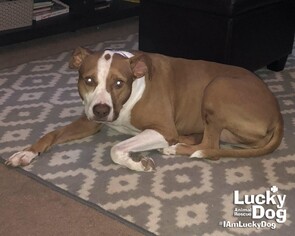 Boxer-Unknown Mix Dogs for adoption in Washington, DC, USA