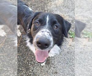 Border Collie Dogs for adoption in Woodland, CA, USA