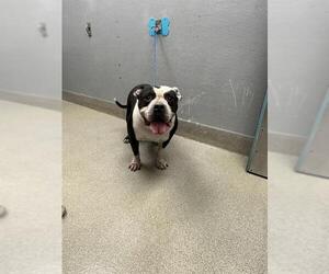 American Pit Bull Terrier-Unknown Mix Dogs for adoption in Las Vegas, NV, USA