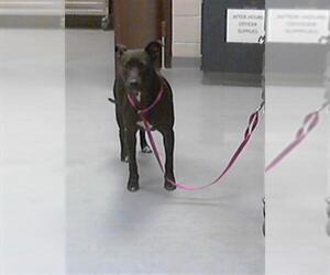 Labrador Retriever-Unknown Mix Dogs for adoption in Fayetteville, NC, USA