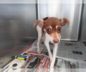 Rat Terrier Dogs for adoption in San Antonio, TX, USA