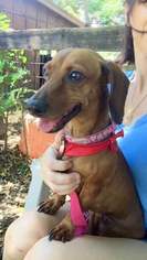 Dachshund Dogs for adoption in Weston, FL, USA