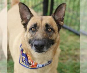 Mutt Dogs for adoption in San Antonio, TX, USA