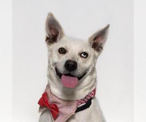 Siberian Husky-Texas Heeler Mix Dogs for adoption in Santa Barbara, CA, USA