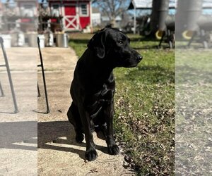 Labrador Retriever-Unknown Mix Dogs for adoption in Thorndale, TX, USA
