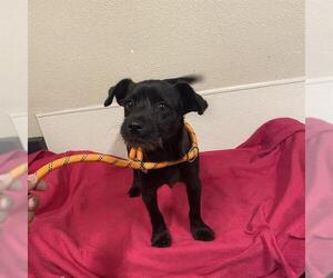 Rat-Cha Dogs for adoption in Modesto, CA, USA