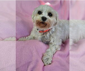 Maltese Dogs for adoption in Bon Carbo, CO, USA