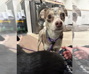 Chiweenie Dogs for adoption in Bellevue, WA, USA