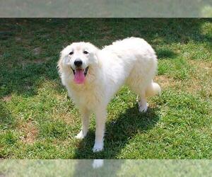 Great Pyrenees Dogs for adoption in Louisville, KY, USA