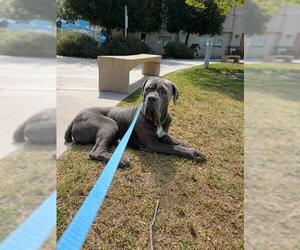 Mutt Dogs for adoption in Riverside, CA, USA