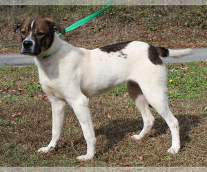 Medium Photo #4 Boxer-Collie Mix Puppy For Sale in Prattville, AL, USA