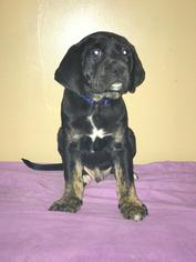 Boxer Dogs for adoption in Minneapolis, MN, USA