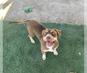 American Pit Bull Terrier Dogs for adoption in HESPERIA, CA, USA