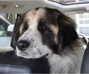 Great Pyrenees-Unknown Mix Dogs for adoption in Brooklyn, NY, USA