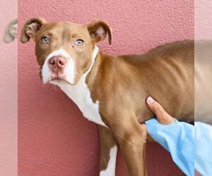 American Staffordshire Terrier-Unknown Mix Dogs for adoption in San Antonio, TX, USA