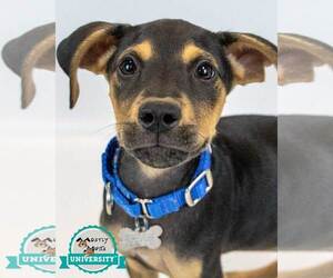 Mutt Dogs for adoption in Kennesaw, GA, USA