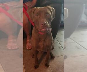 Labralas Dogs for adoption in San Antonio, TX, USA