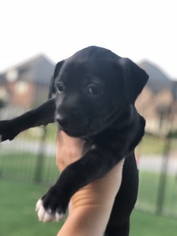 Doxle Dogs for adoption in Coppell, TX, USA