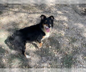 Australian Shepherd Dogs for adoption in Dallas, TX, USA