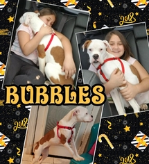 Boxer Dogs for adoption in toms river, NJ, USA
