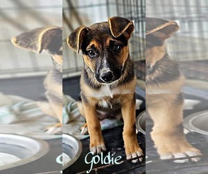 Mutt Dogs for adoption in Prentiss, MS, USA