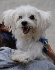 Maltese Dogs for adoption in Philadelphia, PA, USA