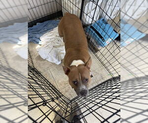 American Bulldog Dogs for adoption in Stockton, CA, USA