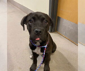 Boxer-Unknown Mix Dogs for adoption in Modesto, CA, USA