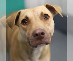 Black Mouth Cur-Unknown Mix Dogs for adoption in San Antonio, TX, USA